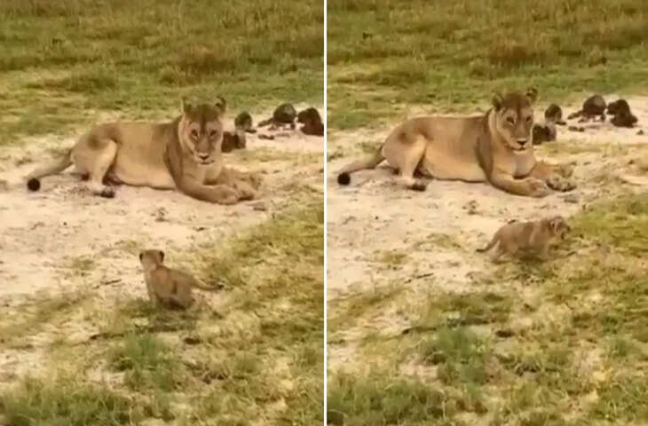 कभी सुनी है शेर के बच्चे की दहाड़? वीडियो देख नहीं होगा यकीन