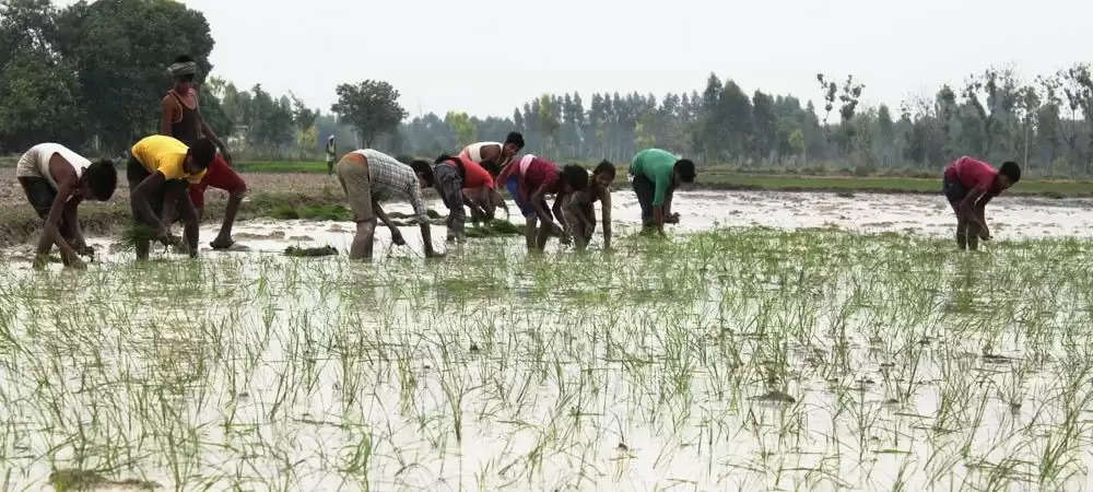 Pratapgarh एक लाख हेक्टेयर से भी कम क्षेत्र में होगी धान की खेती