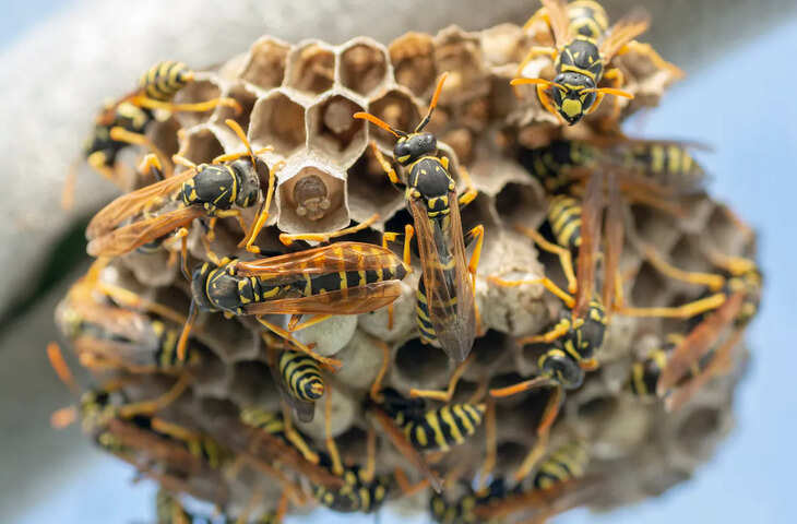 Bee Hive Safety: घर की छत या बालकनी में बन गया मधुमक्खियों का छत्ता? ये गलतियां बिल्कुल न करें