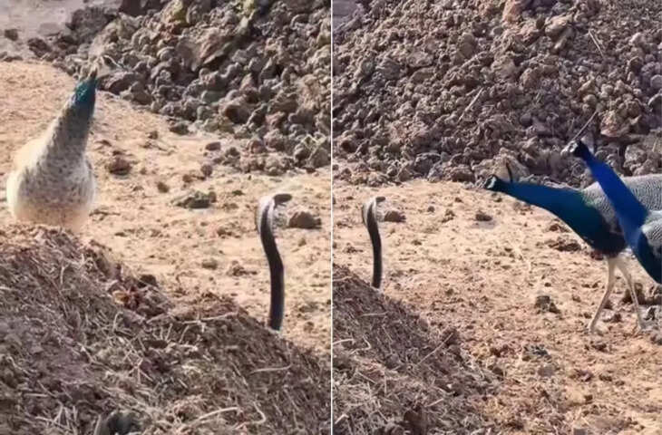 मोर और कोबरा की &lsquo;टकराव भरी मुलाकात&rsquo; ने खींचा ध्यान, अचानक बदला सीन