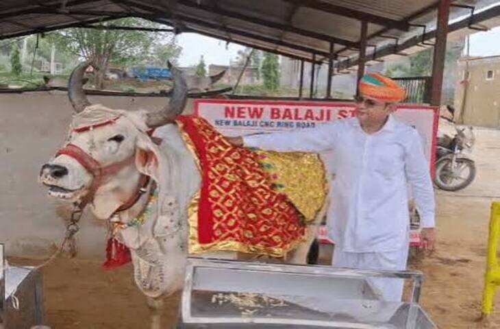 जालोर में अनोखा प्यार: 24 लाख की चांदी के गहने पहनती है गाय &lsquo;राधा&rsquo;, वीडियो में जाने बिजनेसमैन बनवा रहे 1 करोड़ का महल