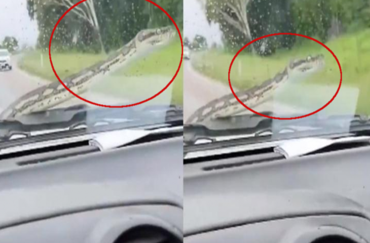 चलती कार के बोनट पर आ गया जहरीला सांप, मच गई चीख पुकार, वीडियो में देखें फिर क्या हुआ