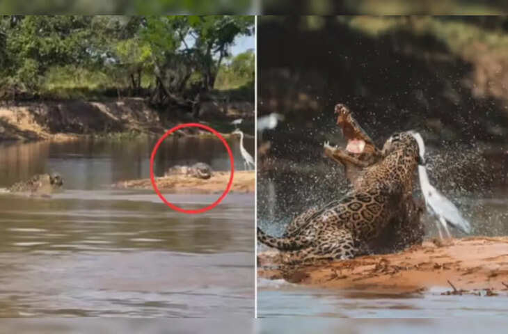 Viral Video: जेगुआर ने पानी के अंदर मगरमच्छ पर किया अटैक, खतरनाक लड़ाई देखकर रह गए लोग दंग