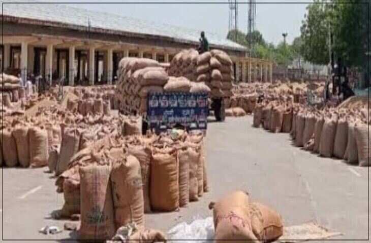 राजस्थान में सरसों और चना की समर्थन मूल्य पर खरीद जल्द शुरू