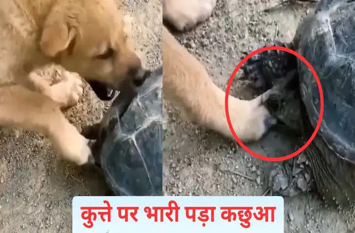 क्या कुत्ता बनेगा रे तू, कछुए ने कर दी हालत खराब, VIDEO देख छूट जाएगी हंसी