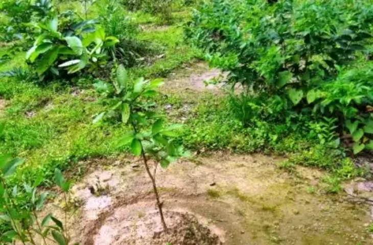 छत्तीसगढ़ में 26 नदियों के तटों पर हरियाली की आस