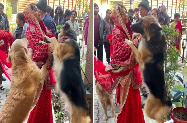 दुल्हन की विदाई पर पालतू कुत्तों का भावुक वीडियो वायरल, देखकर नम हुई लोगों की आंखें
