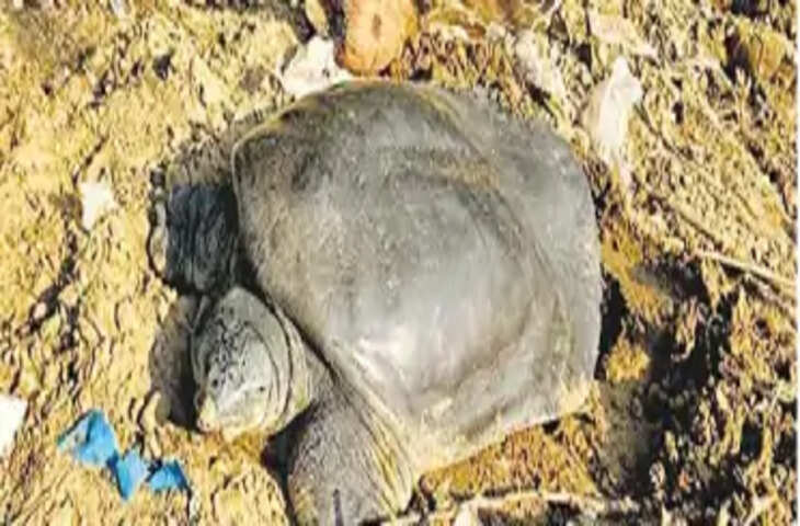 जयपुर के जलमहल की पाल पर दिखा मादा सॉफ्टशेल कछुए के प्रजनन का दुर्लभ दृश्य, रेस्क्यू टीम ने की जांच
