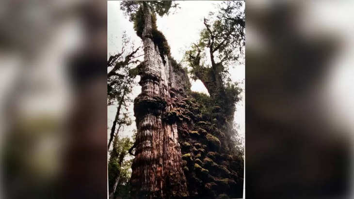 ये हैं, दुनिया का सबसे पुराना पेड़, उम्र इतनी की जिसके बारे में सोच भी नहीं सकते आप !