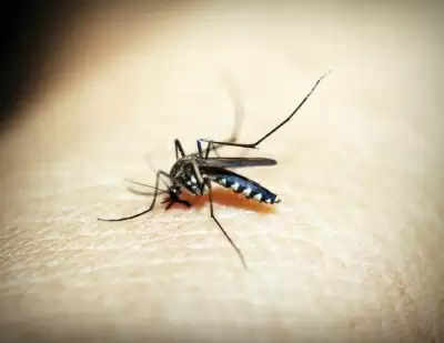 Bihar में मंडराया डेंगू का खतरा, बढ़ रही मरीजों की संख्या, एडीज मच्छर के लार्वा की जांच के आदेश !