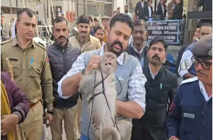 उदयपुर कोर्ट में बंदर ने वकीलों को दौड़ा-दौड़ा कर काटा... फाइलें फाड़ी, रेस्क्यू टीम ने ऐसे पाया काबू