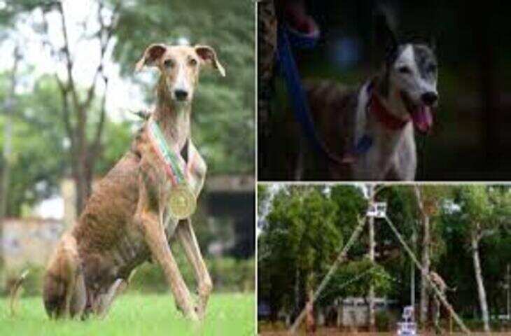 '50 तोले की गोल्डेन चेन' वाला टायसन, करोड़ों की दौलत का रखवाला, वीडियो में दिखा डॉग का पूरा भौकाल