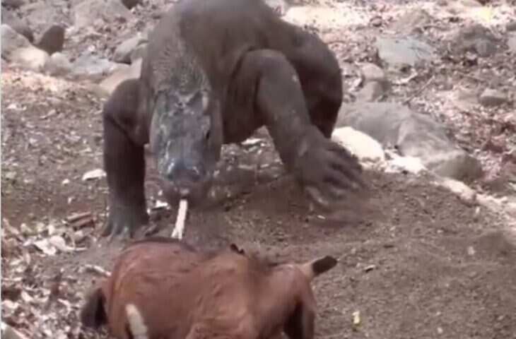 बकरी को जिन्दा ही निगल गया ये खूंखार जानवर, अबतक लाखों लोग देख चुके जंगल का ये खौफनाक वीडियो 