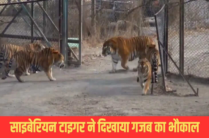 जब बंगाल टाइगर के बाड़े में हुई साइबेरियन बाघ की एंट्री, देखने लायक है भौकाल