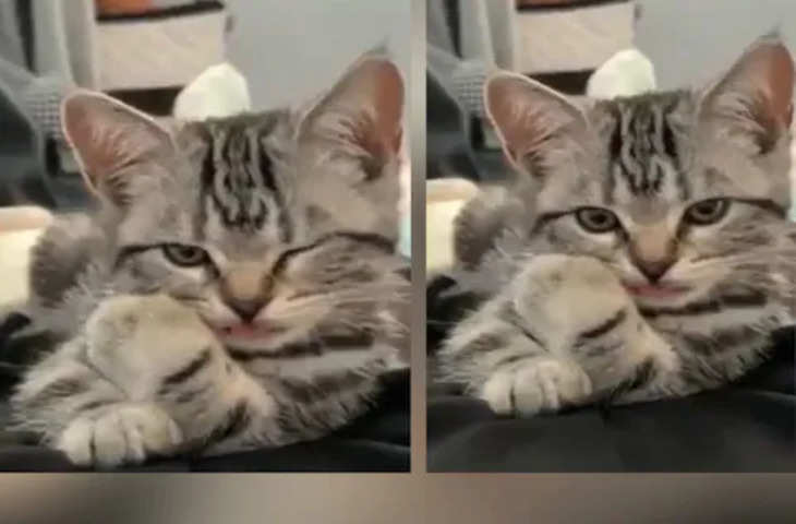 इंटरनेट पर वायरल हुई पलक झपकते बिल्ली, 2 सेकेंड के वीडियो ने चुरा लिया दिल