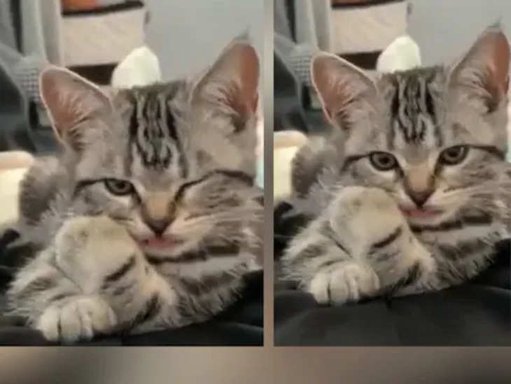 इंटरनेट पर वायरल हुई पलक झपकते बिल्ली, 2 सेकेंड के वीडियो ने चुरा लिया दिल