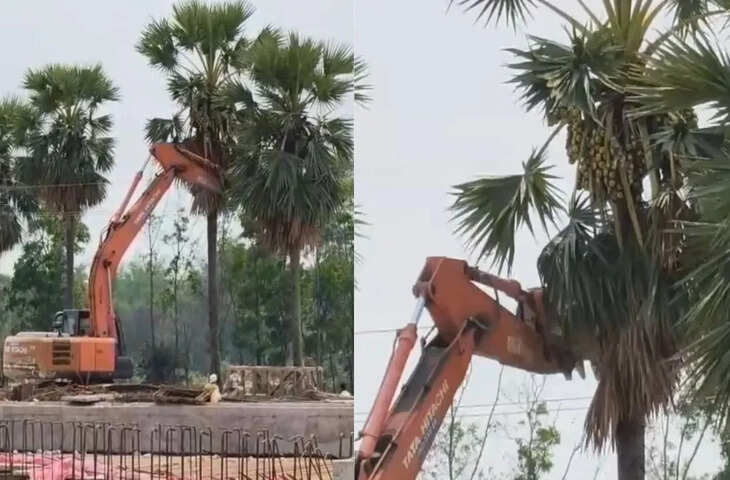 ओडिशा के बालासोर में अनोखा जुगाड़ वायरल: जेसीबी से ताड़ के पेड़ से फल तोड़ते दिखा शख्स, वीडियो ने खींचा ध्यान
