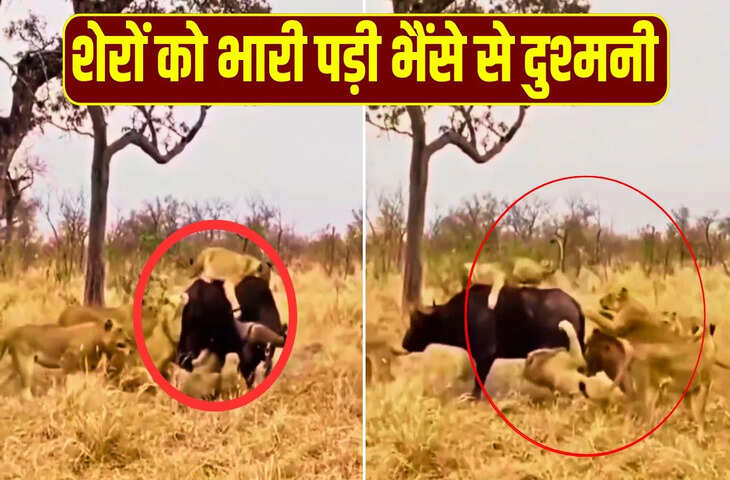 अकेले भैंसे को आसान शिकार समझ बैठे शेरों के झुंड को मिला करारा जवाब, अंत देखकर चौंक गए लोग