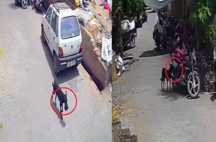 बिजनौर में अजीब चोरी, कुत्ता नोटों से भरा बैग लेकर भागा, 1 लाख रुपये हुए गायब