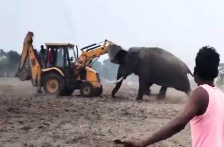 JCB के सामने डटकर खड़े हो गए 5 हाथी, वजह जानकर भावुक हो जाएंगे!