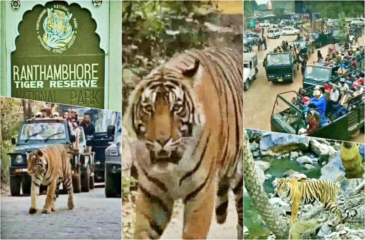 रणथम्भौर टाइगर रिजर्व में नियम उल्लंघन का मामला, वीडियो में देंखे जोन-2 में प्रतिबंधित क्षेत्र में पहुंचीं सफारी गाड़ियां, 3 गाइड-ड्राइवर को नोटिस