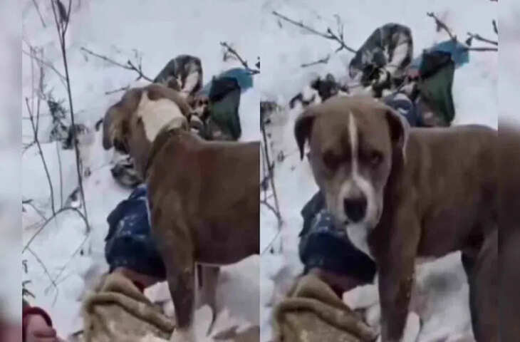 दिल जीत लेगा ये वीडियो, बर्फीले तूफान में मालिक की हुई मौत तो ढाल डॉगी, आखरी दम तक बेजुबान ने दिखाई वफादारी