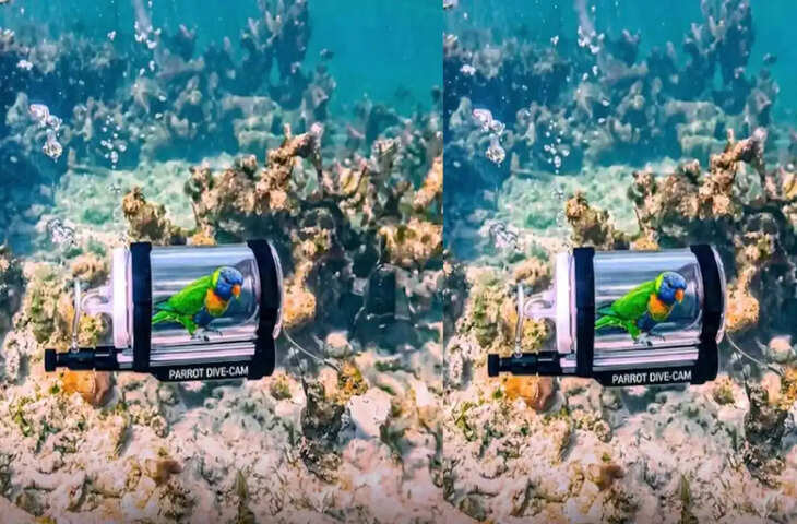 वायरल वीडियो में समंदर में उड़ता तोता बना इंटरनेट सेंसेशन, जलपरी जैसा नजारा देख लोग हुए हैरान