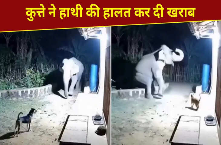 क्या हाथी बनेगा रे तू, कुत्ते ने गजराज को ऐसे डराया, VIDEO ने इंटरनेट पर मचाया तहलका