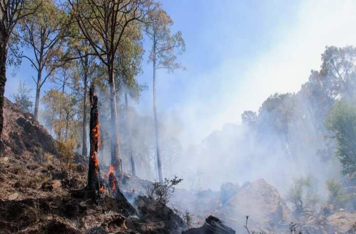 हिमाचल में भीषण आग से जंगल बने आग का गोला, 3300 हेक्टेयर क्षेत्र खाक, बेजुबानों की बढ़ी मुश्किलें