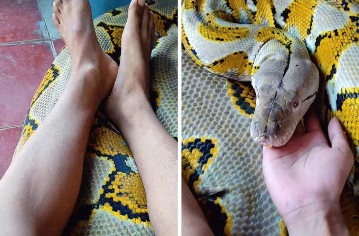 खौफ की हद पार! जिंदा अजगर को सिरहाने रखकर सोता रहा युवक, वायरल VIDEO काँप जायेगी रूह तक&nbsp;