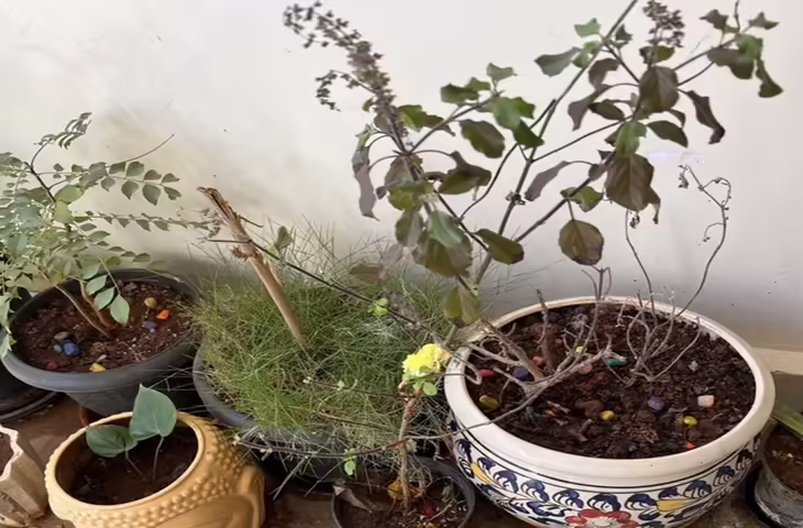 Vastu Plants Tips: घर में ये पौधे लगाने से बढ़ती है सुख-समृद्धि और सकारात्मक ऊर्जा, जानें वास्तु के अनुसार कौन से पौधे हैं शुभ