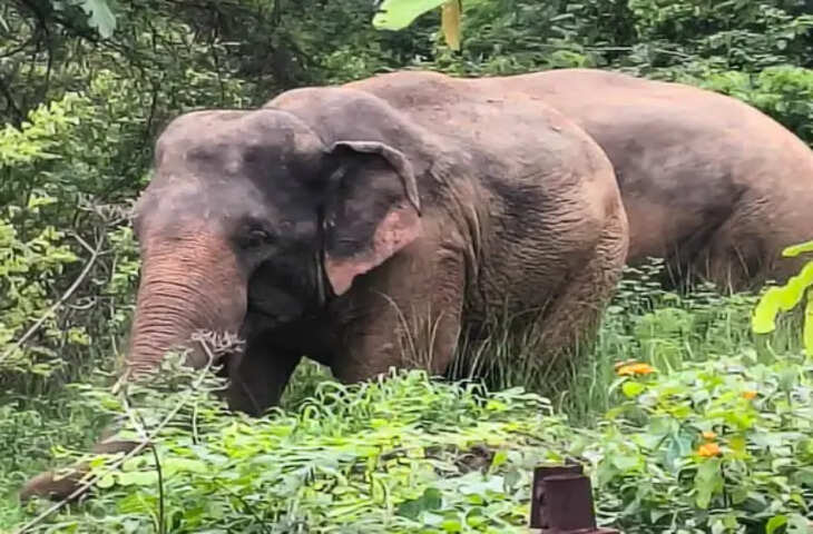 छत्तीसगढ़ से अनूपपुर पहुंचे दो हाथी, गांवों में अलर्ट; 5 किसानों की फसलें चौपट, वन विभाग कर रहा निगरानी