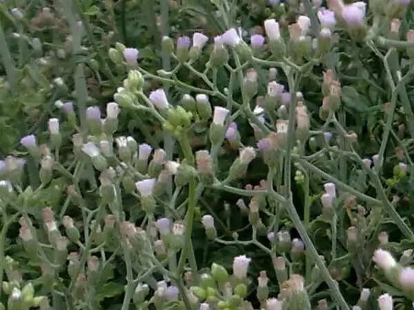 Tricks of this plant will remain wealthy throughout life&nbsp;