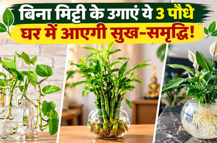 घर में लगाएं पानी में उगने वाले ये 3 पौधे, बढ़ेगी पॉजिटिविटी और आएगी खुशहाली!