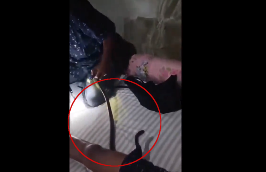 रात को सो रहा था शख्स, तभी निक्कर में घुस गया खतरनाक सांप, फिर ऐसे निकाला बाहर