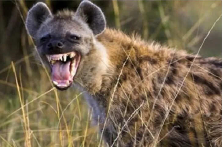 थौलाई-अस्थल में पागल जरख का हमला, महिला समेत तीन लोग घायल