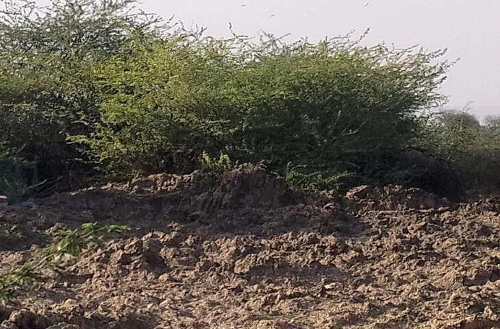चरडाना में पशु चिकित्सालय भवन निर्माण अटका, पांच साल बाद भी वित्तीय स्वीकृति नहीं