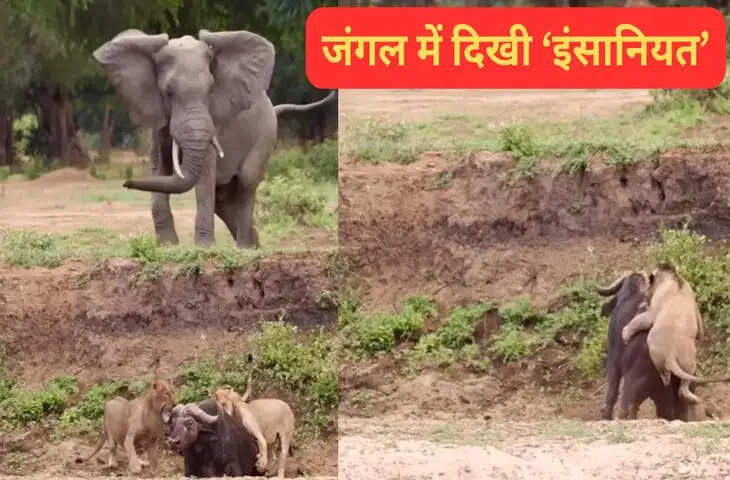 शेरों ने किया जंगली भैंस का शिकार, तभी पहुंच गया हाथी, फिर देखिए क्या हुआ