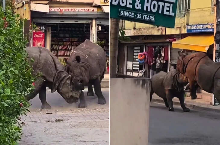 नेपाल में बीच सड़क पर दो गैंडों की भिड़ंत, खौफनाक वीडियो देख सहम गए यूजर्स&nbsp;