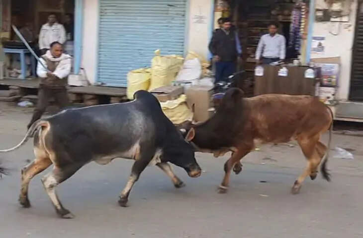 Jhunjhunu अनाज मंडी में आपस में भिड़े दो सांड जलवा की पूजा करने जा रही महिलाओं में घुसा सांड, 9 घायल