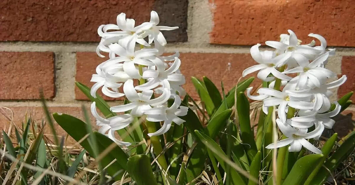 vastu tips for rajnigandha plant keep tuberose in the house for wealth and prosperity&nbsp;