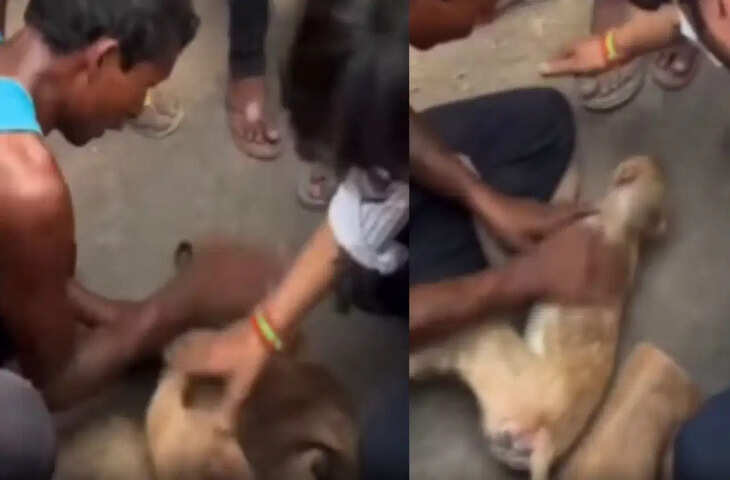 सानियत की मिसाल! सड़क पर बेहोश पड़े बंदर को बचाने पहुंचे दो युवक, वायरल वीडियो ने छुआ लोगों का दिल