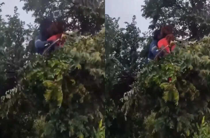 इन आशिकों ने पेड़ को भी नहीं छोड़ा, वायरल Video देखकर यूजर्स बोले - 'कोई इन्हें OYO दिलाओ....'&nbsp;