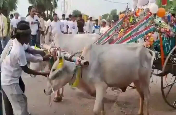 ढोल-नगाड़ों की आवाज से बिदके बैल, चुनावी जुलूस में मची अफरा-तफरी, वीडियो वायरल