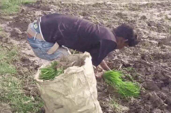 रीवा में बदला मौसम का मिजाज: 48 घंटे में अच्छी बारिश, किसानों को राहत लेकिन खरीफ फसलों के लिए अभी और पानी की जरूरत