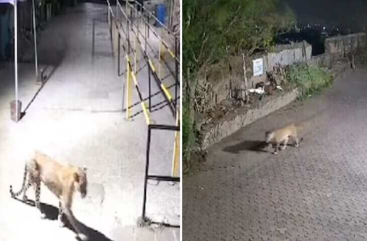 मंदिर जाने वाले भक्तों के बीच अचानक पहुंचा तेंदुआ, जान बचाने के लिए इधर-उधर भागे लोग, घटना कैमरे में कैद