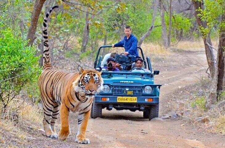  रणथंभौर टाइगर रिजर्व: बाघों की दहाड़ से गूंजता जंगल, वीडियो में जाने किले और वन्यजीवों का अनोखा संगम
