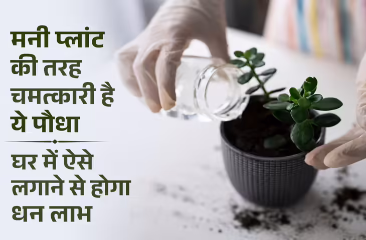 Crassula Plant Vastu: घर में जेड प्लांट लगाने से बढ़ती है सकारात्मक ऊर्जा? जानें सही दिशा और फायदे