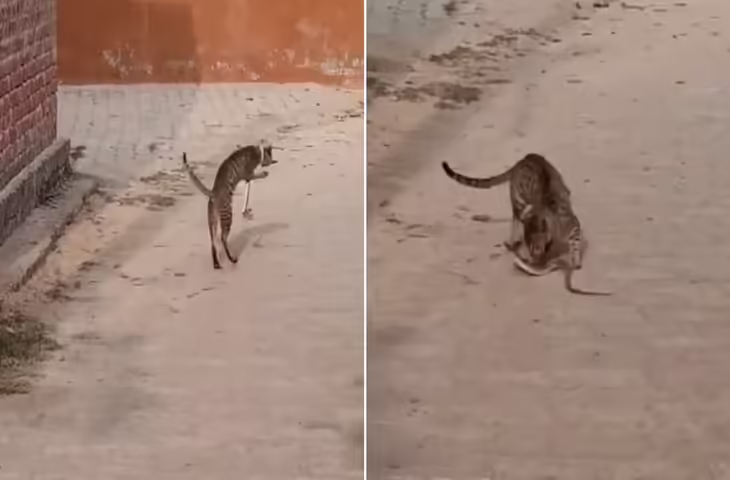 चूहों को छोड़ सांप की दुश्मन बनी बिल्ली, वायरल वीडियो में देखे उतार दिया मौत के घाट&nbsp;