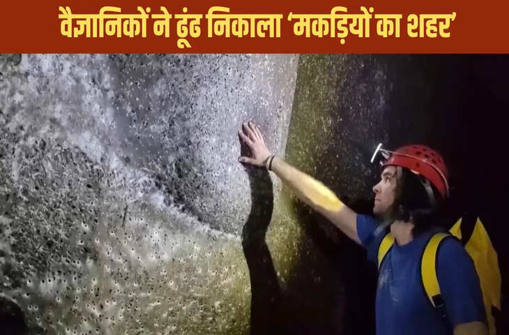 वैज्ञानिकों की अनोखी खोज, ढूंढ निकाला दुनिया का सबसे बड़ा मकड़ी का जाल; देखें वीडियो
